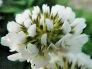 509シロツメクサ