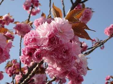 416八重桜
