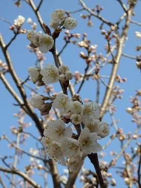 314桜開花